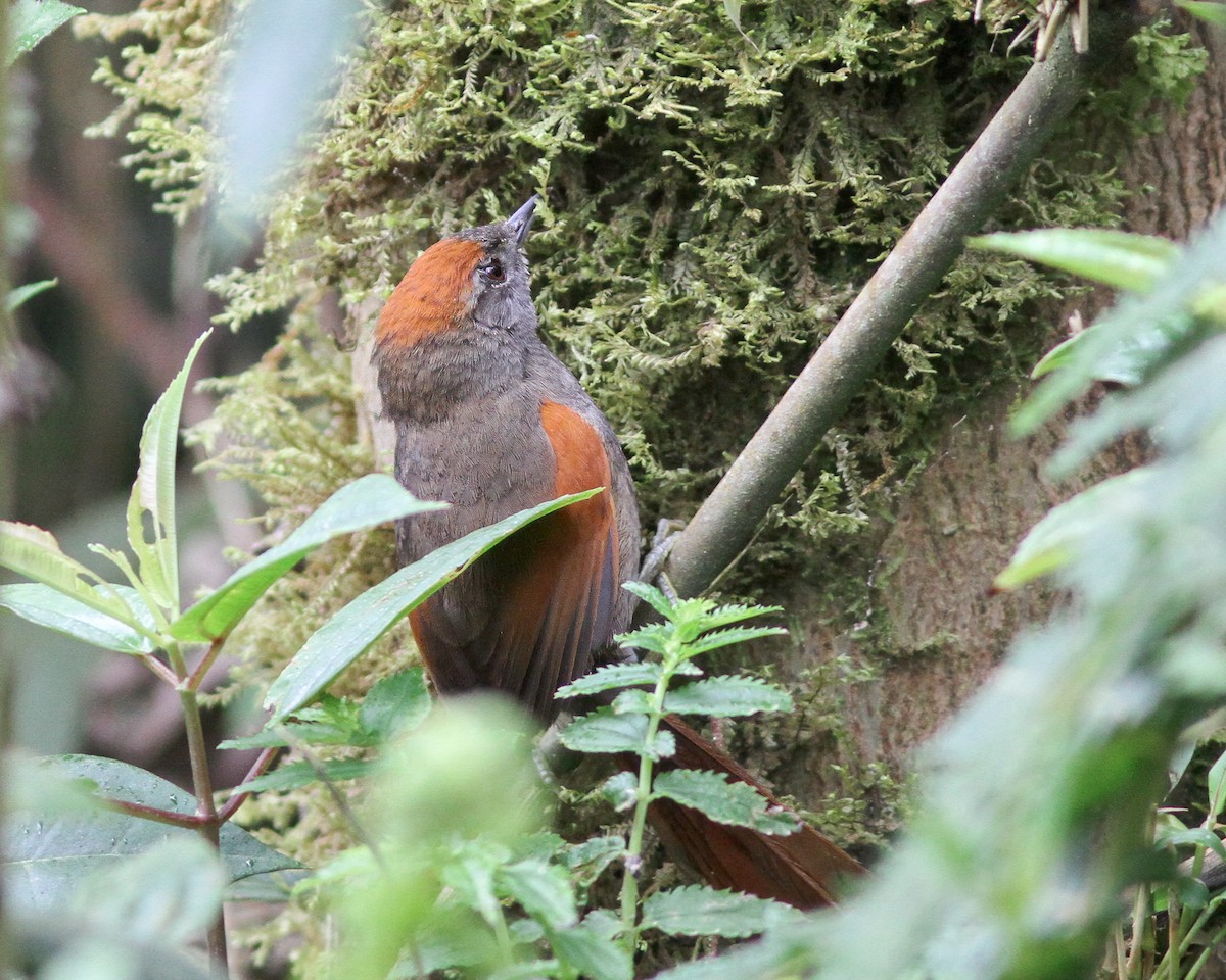 Azara's Spinetail - ML617916935