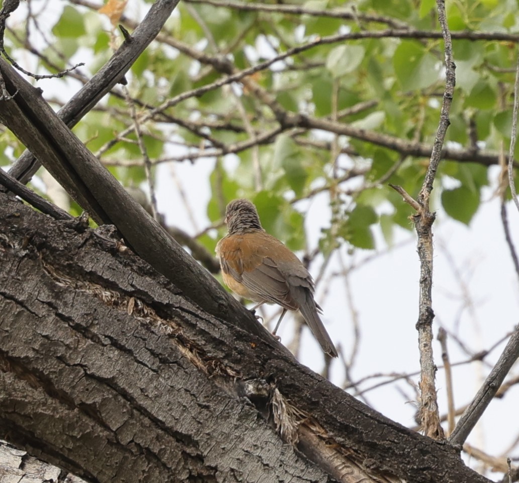 Rufous-backed Robin - ML617916984