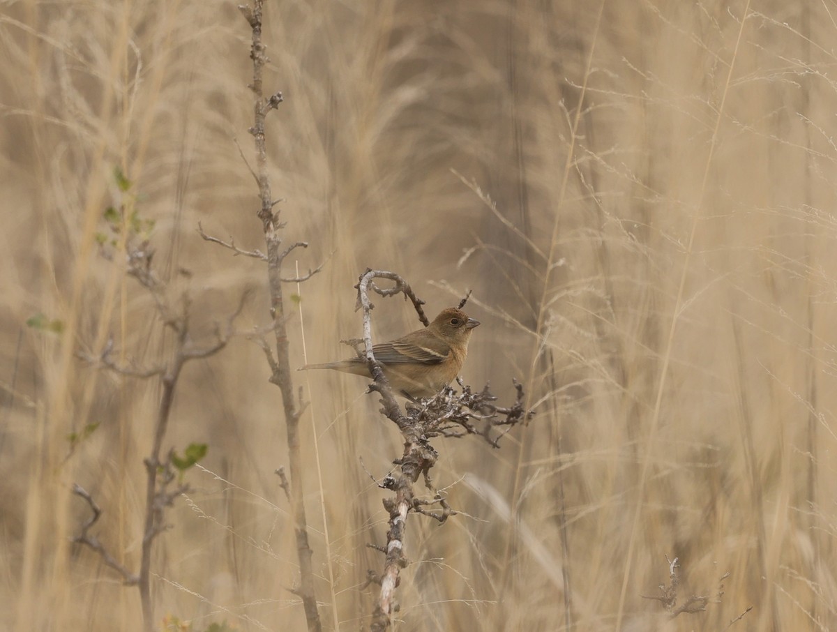 Lazuli Bunting - ML617916995