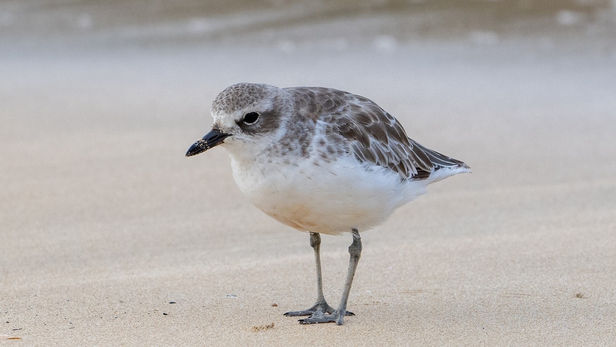 Red-breasted Dotterel - ML617917043