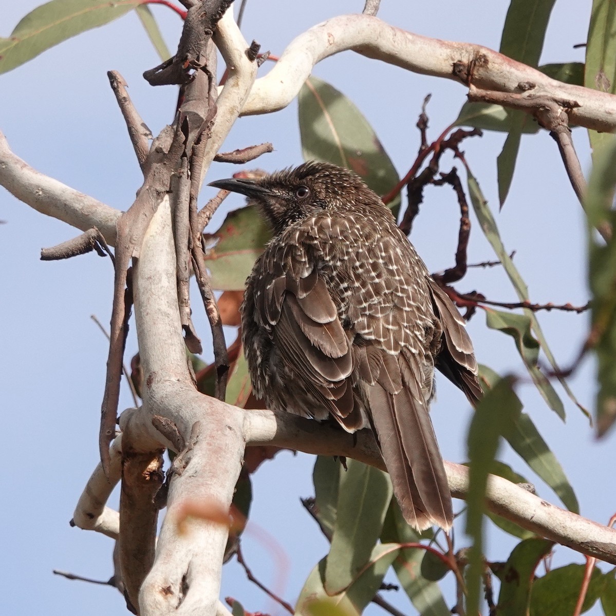 Little Wattlebird - ML617917053