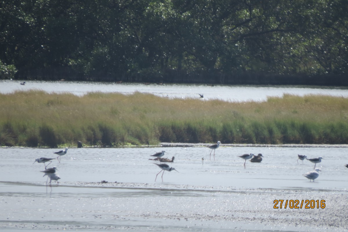 Pied Stilt - ML617917063