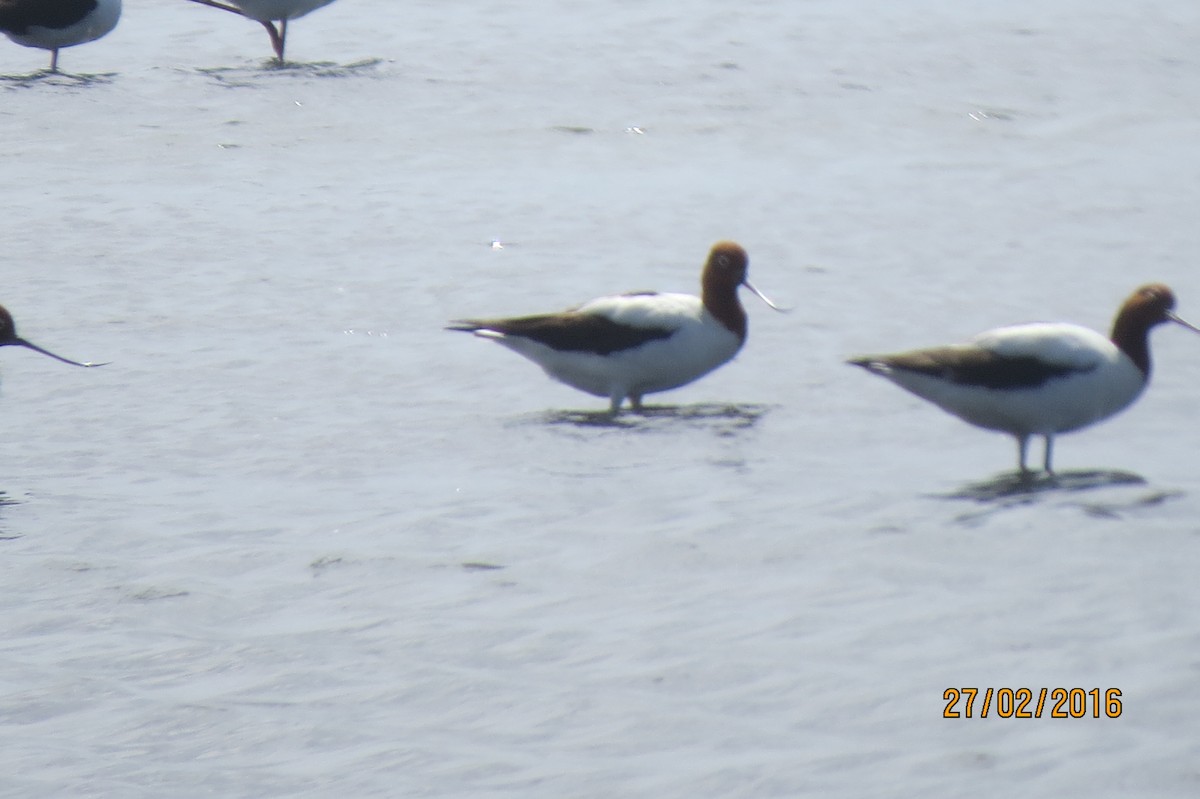 Avocette d'Australie - ML617917069