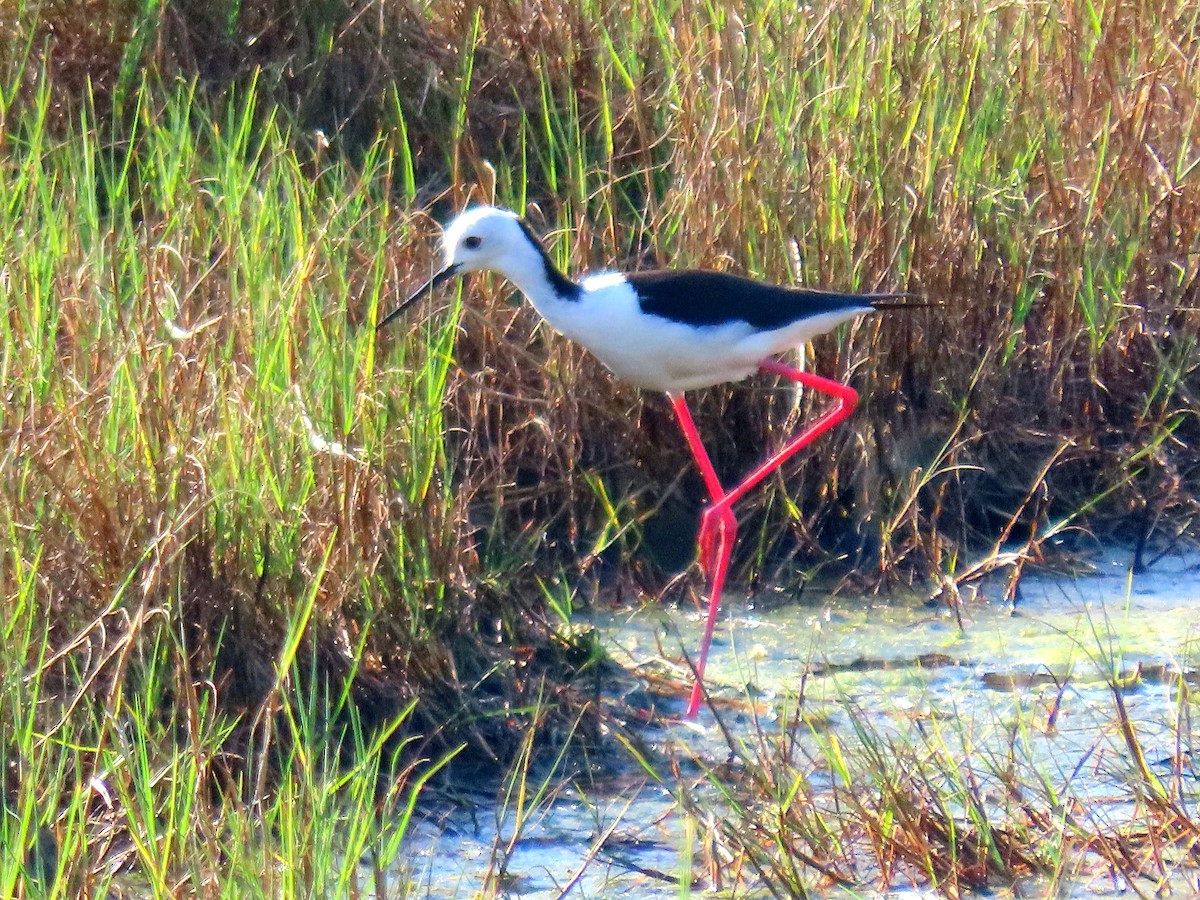 Pied Stilt - ML617917085