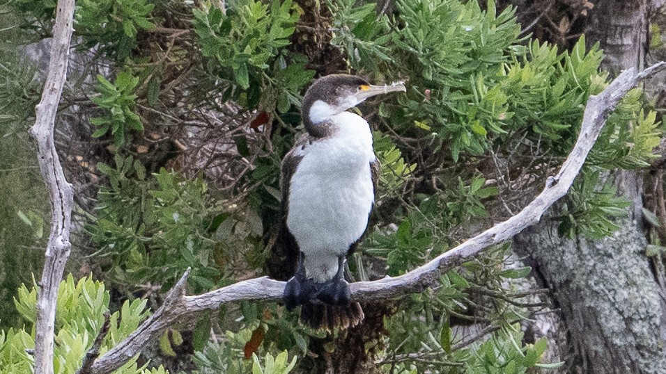 Pied Cormorant - ML617917088