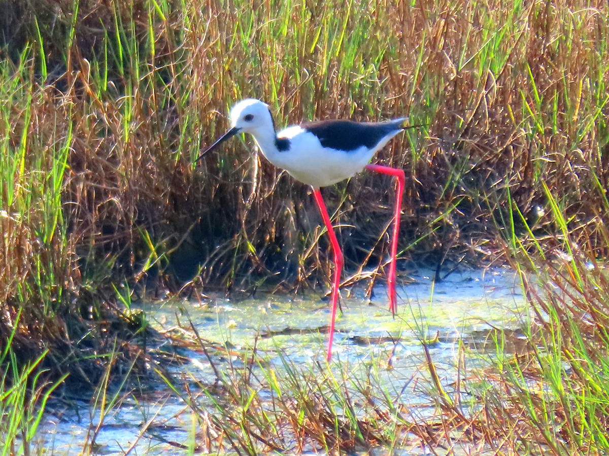 Pied Stilt - ML617917089