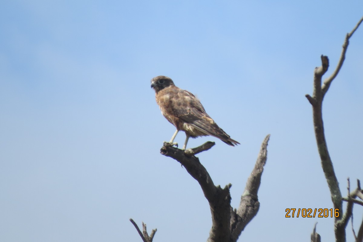 Brown Falcon - ML617917121