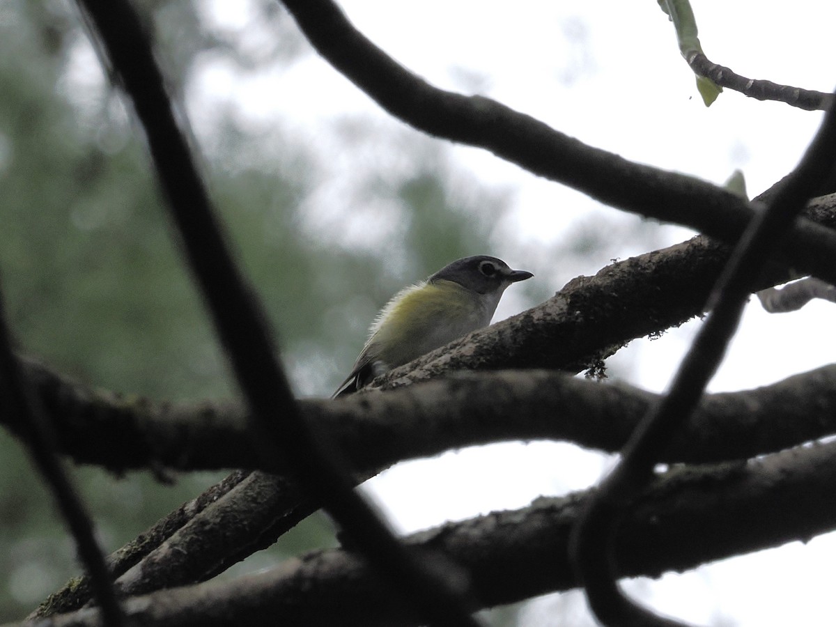 Blue-headed Vireo - ML617917141