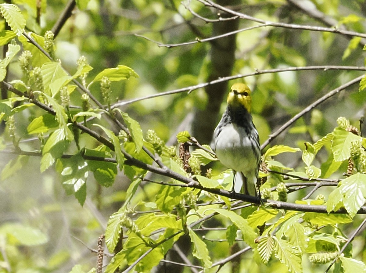 Black-throated Green Warbler - ML617917147