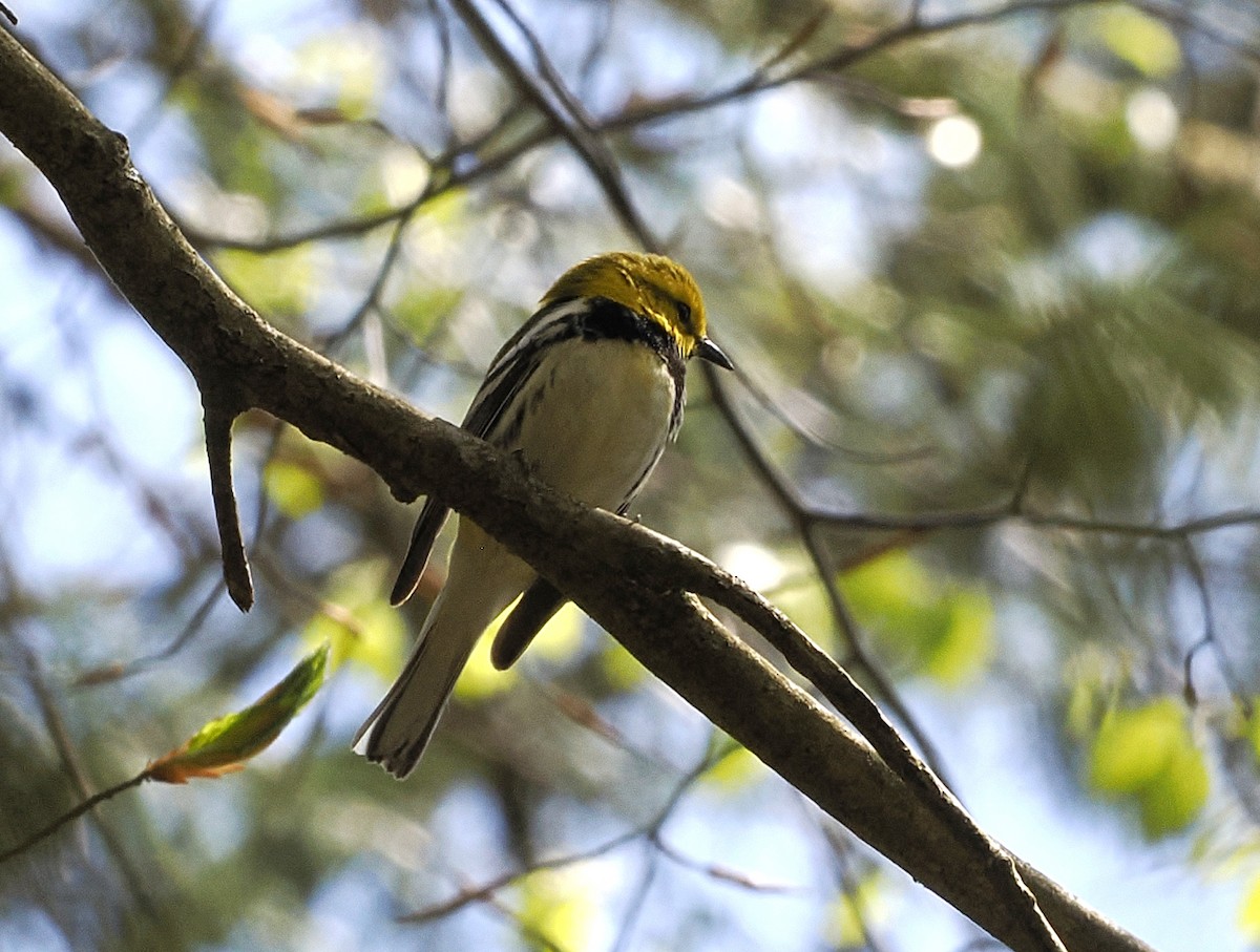 Black-throated Green Warbler - ML617917148