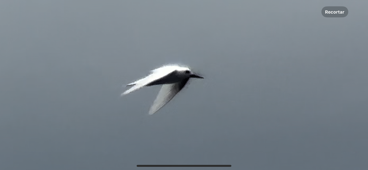 White Tern - ML617917156