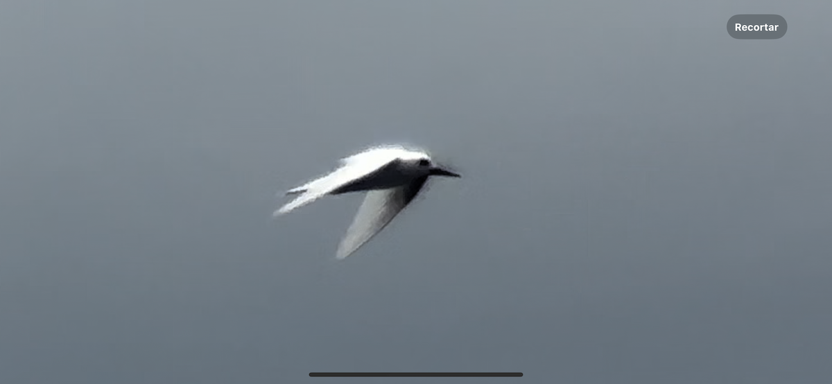 Blue-billed White-Tern - ML617917156