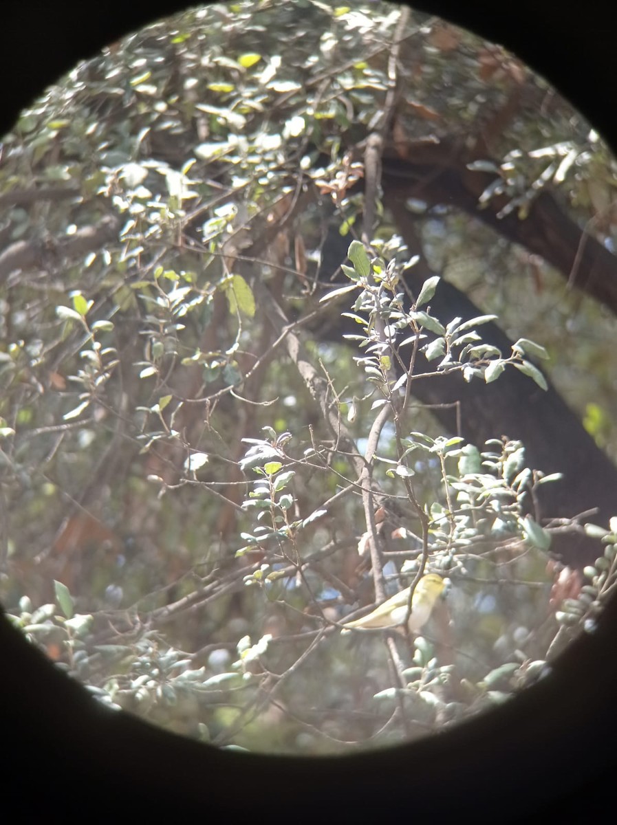 Wood Warbler - ML617917186