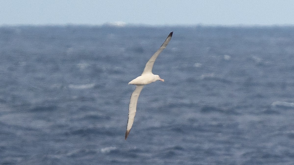 Albatros de las Antípodas (antipodensis) - ML617917211