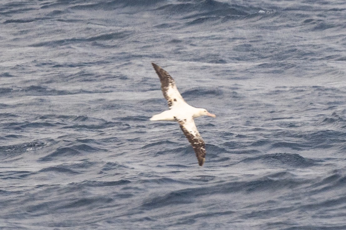 Albatros de las Antípodas (antipodensis) - ML617917212