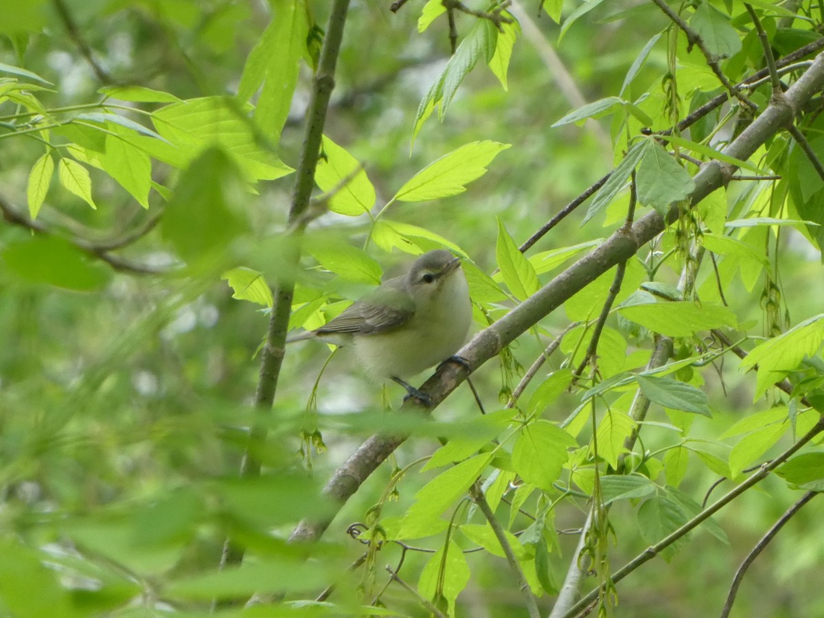 Warbling Vireo - ML617917262