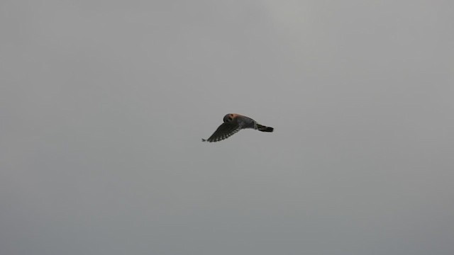 American Kestrel - ML617917272