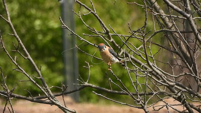 American Kestrel - ML617917273