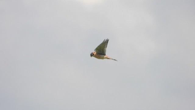 American Kestrel - ML617917274