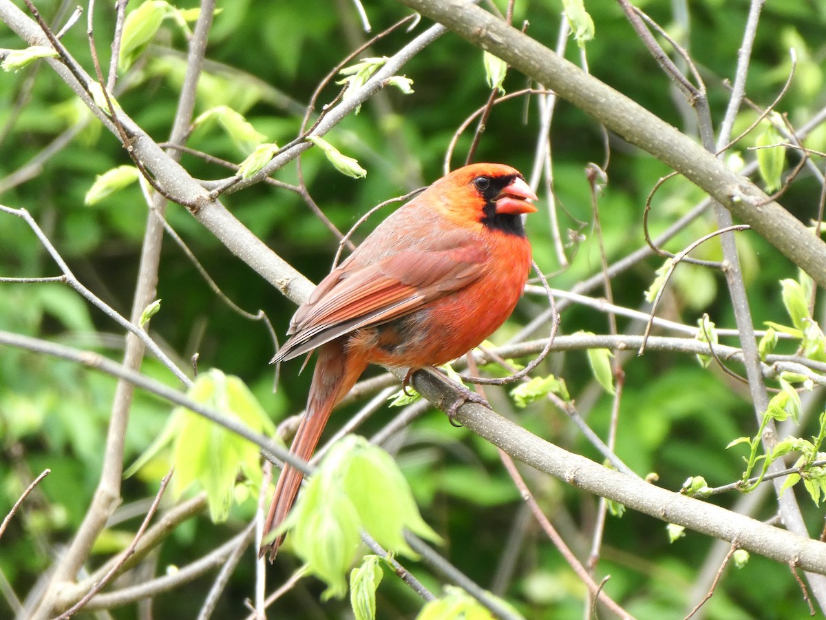 Cardinal rouge - ML617917319