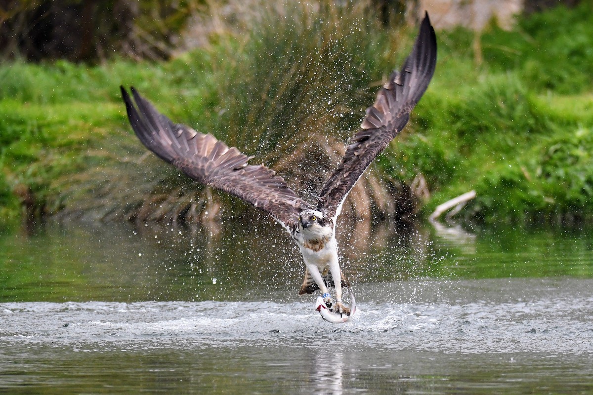 Águila Pescadora (haliaetus) - ML617917335