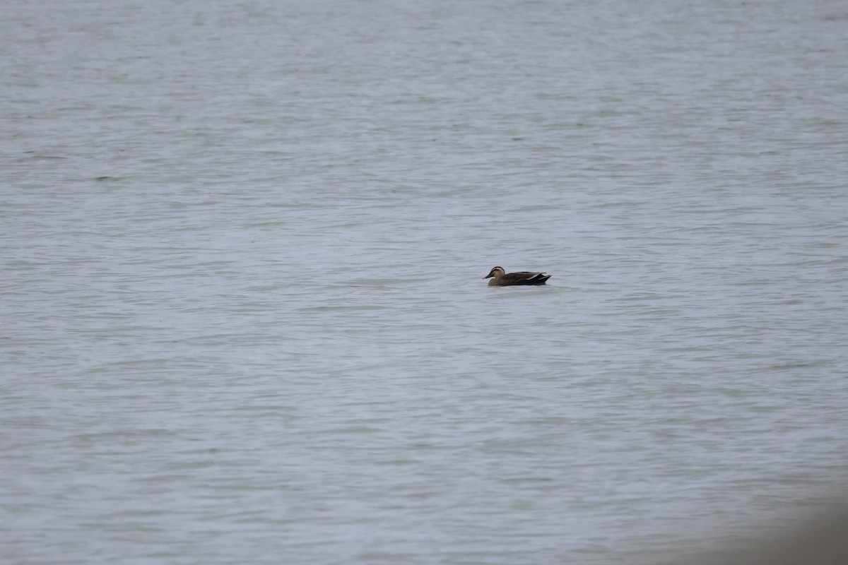 Eastern Spot-billed Duck - ML617917350