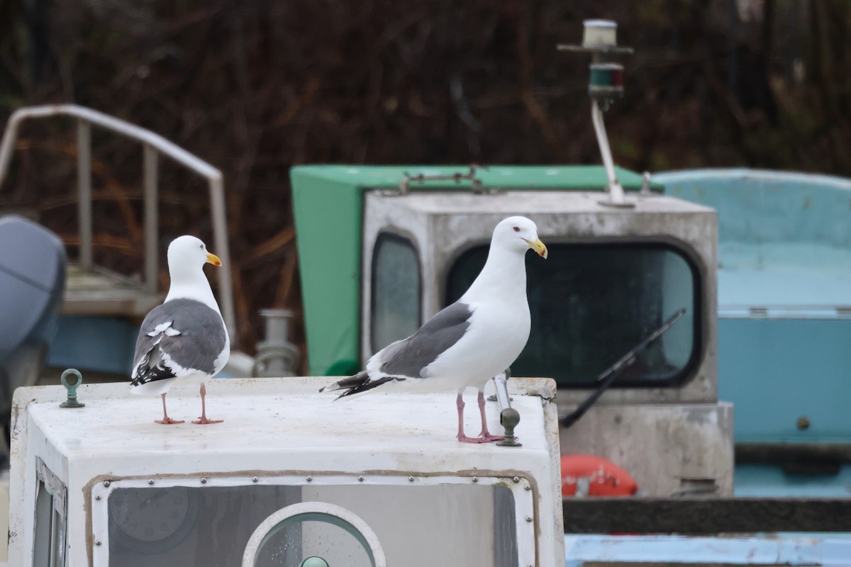 Slaty-backed Gull - Akinori Miura