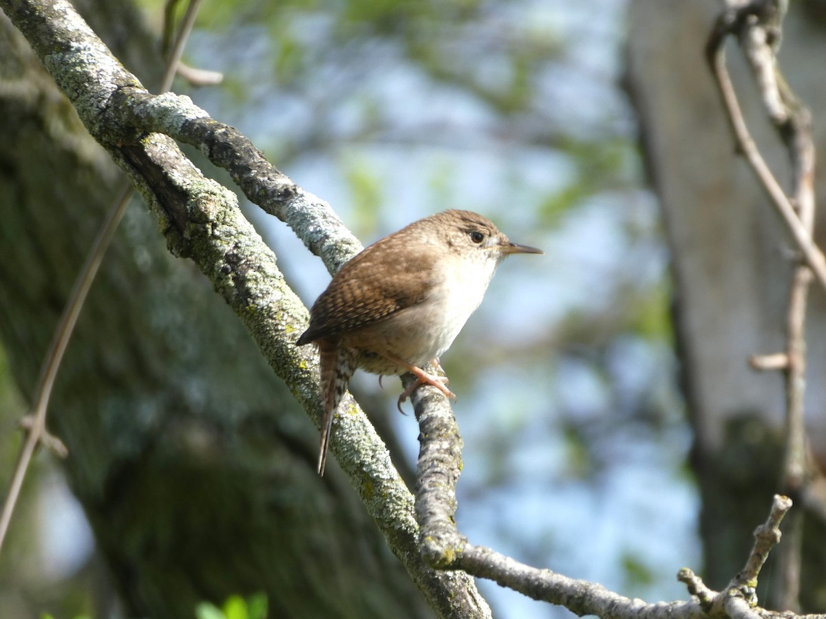 House Wren - ML617917354