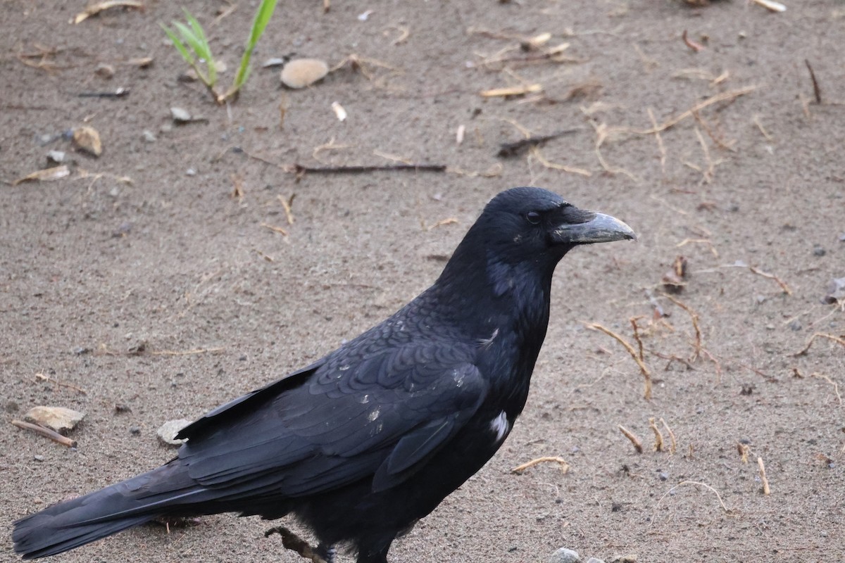 Carrion Crow - Akinori Miura