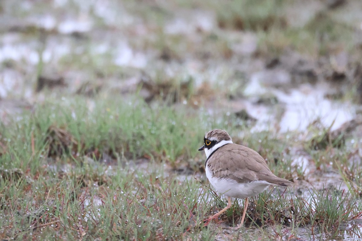 Little Ringed Plover - ML617917436