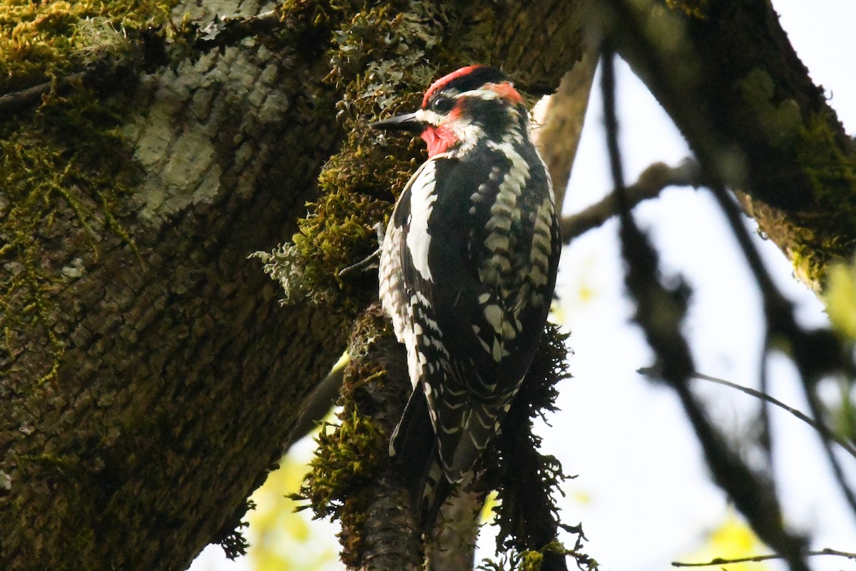 Red-naped Sapsucker - ML617917450