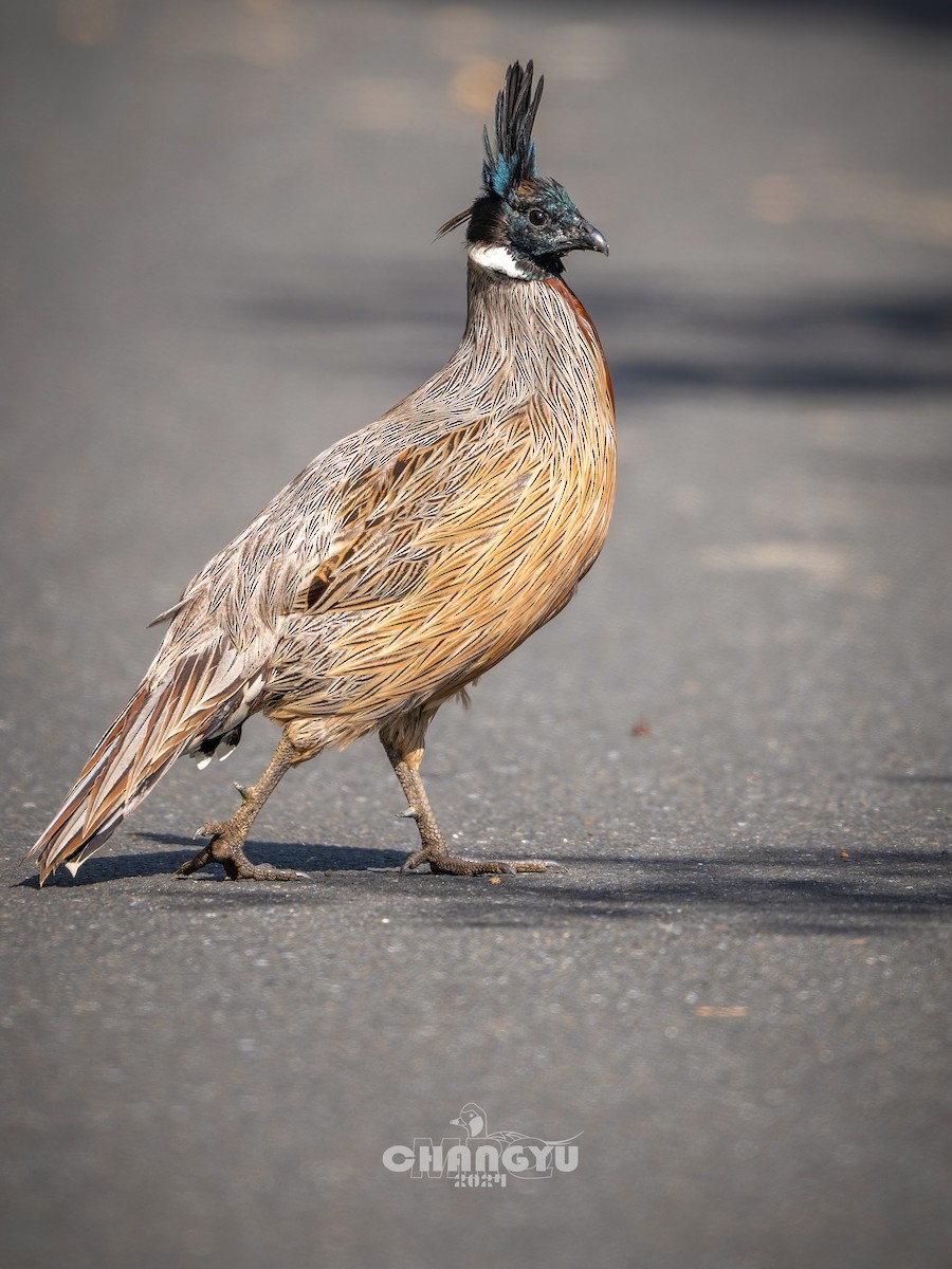 Koklass Pheasant - ML617917478