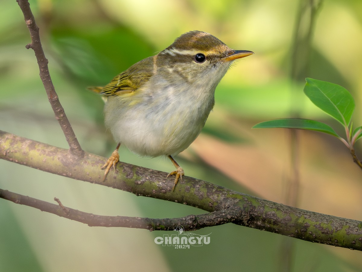 Eastern Crowned Warbler - ML617917501