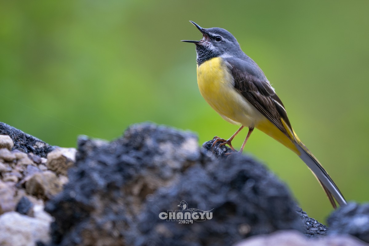 Gray Wagtail - ML617917505