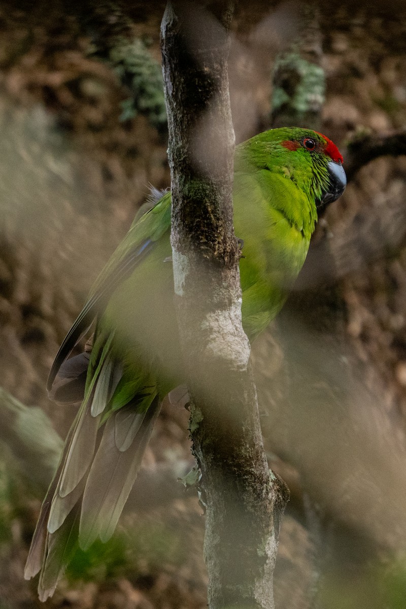 Norfolk Island Parakeet - ML617917522