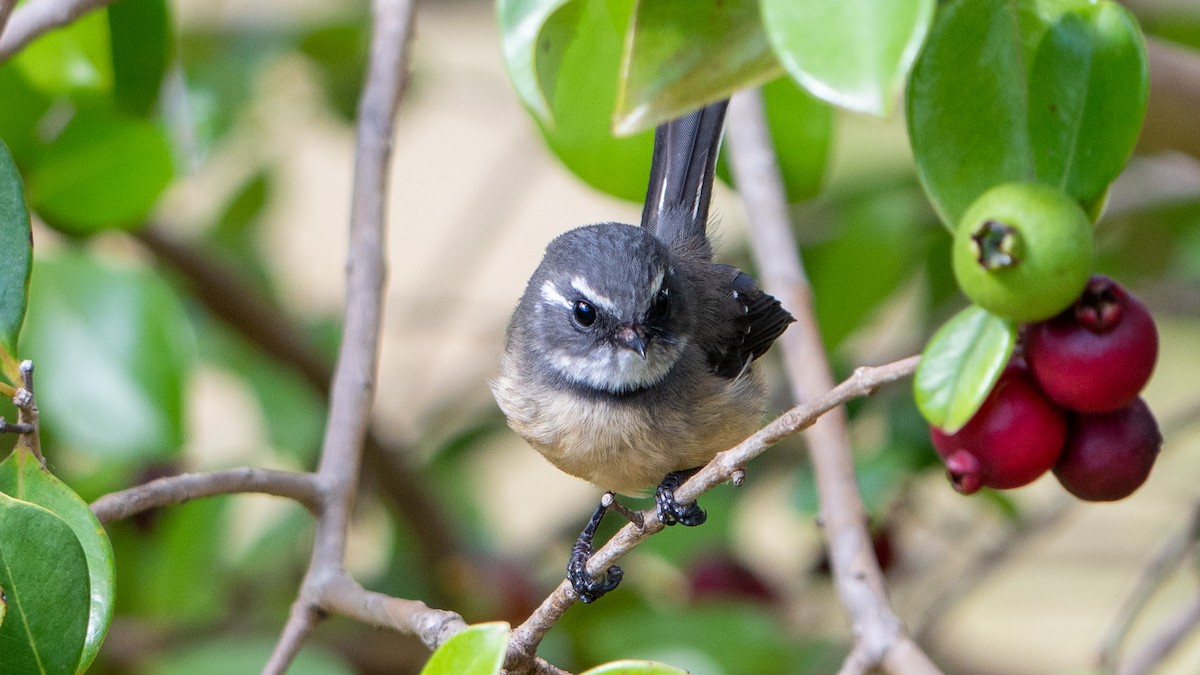 Gray Fantail - ML617917555