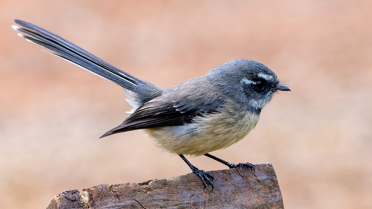 Gray Fantail - ML617917557