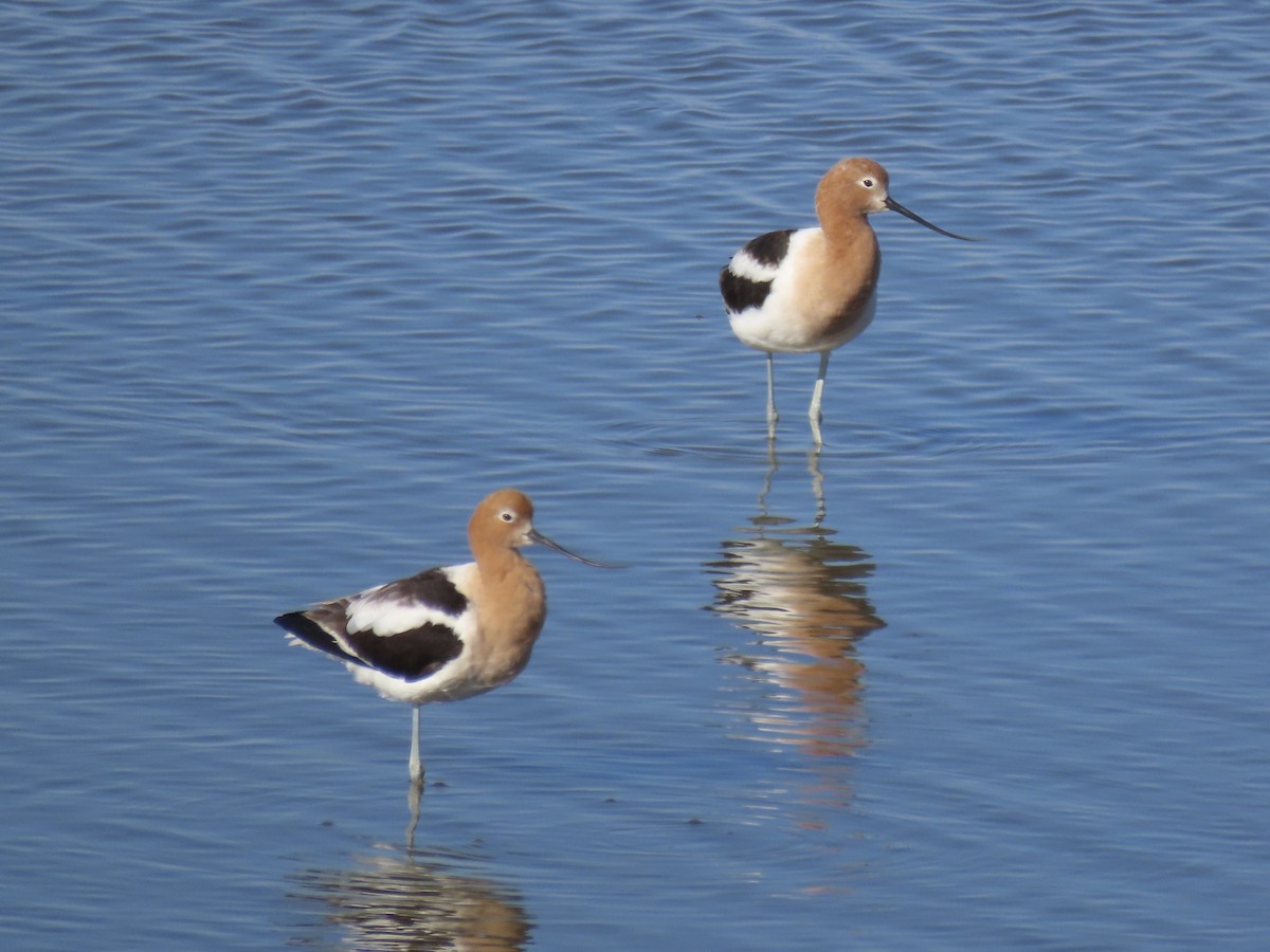 American Avocet - ML617917578