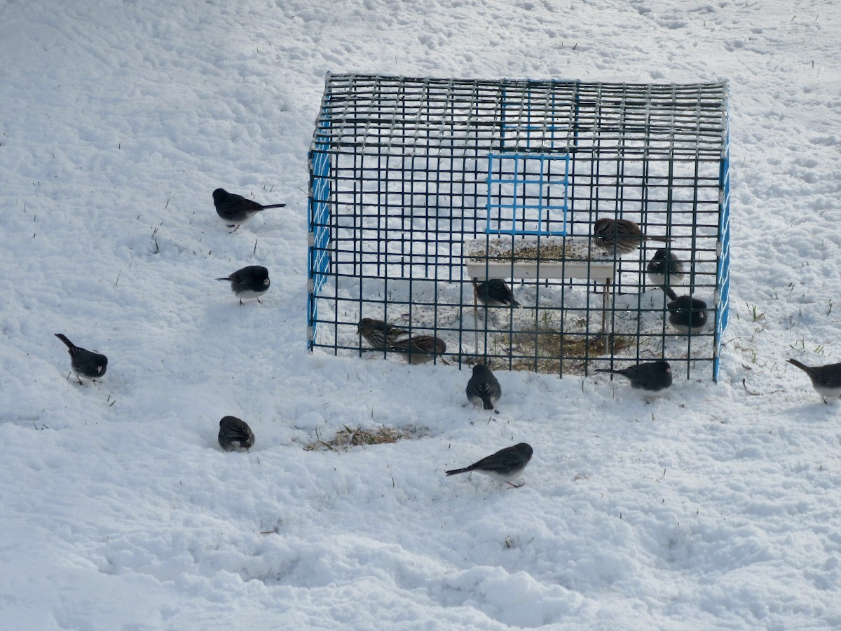 Dark-eyed Junco - ML617917644