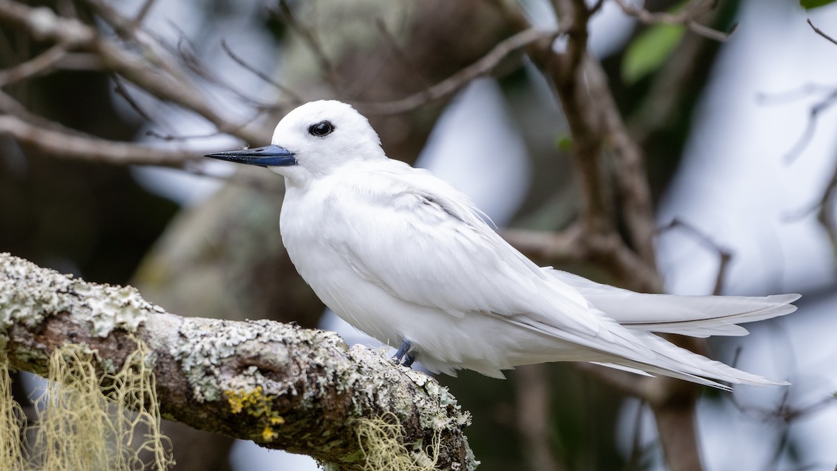 White Tern - ML617917662