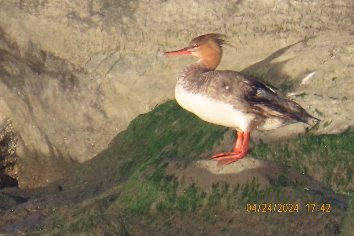 Red-breasted Merganser - Leslie Baker