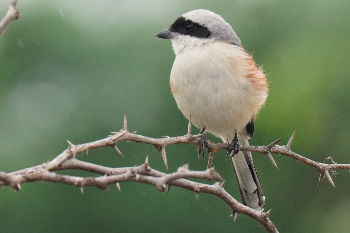 Bay-backed Shrike - ML617917702