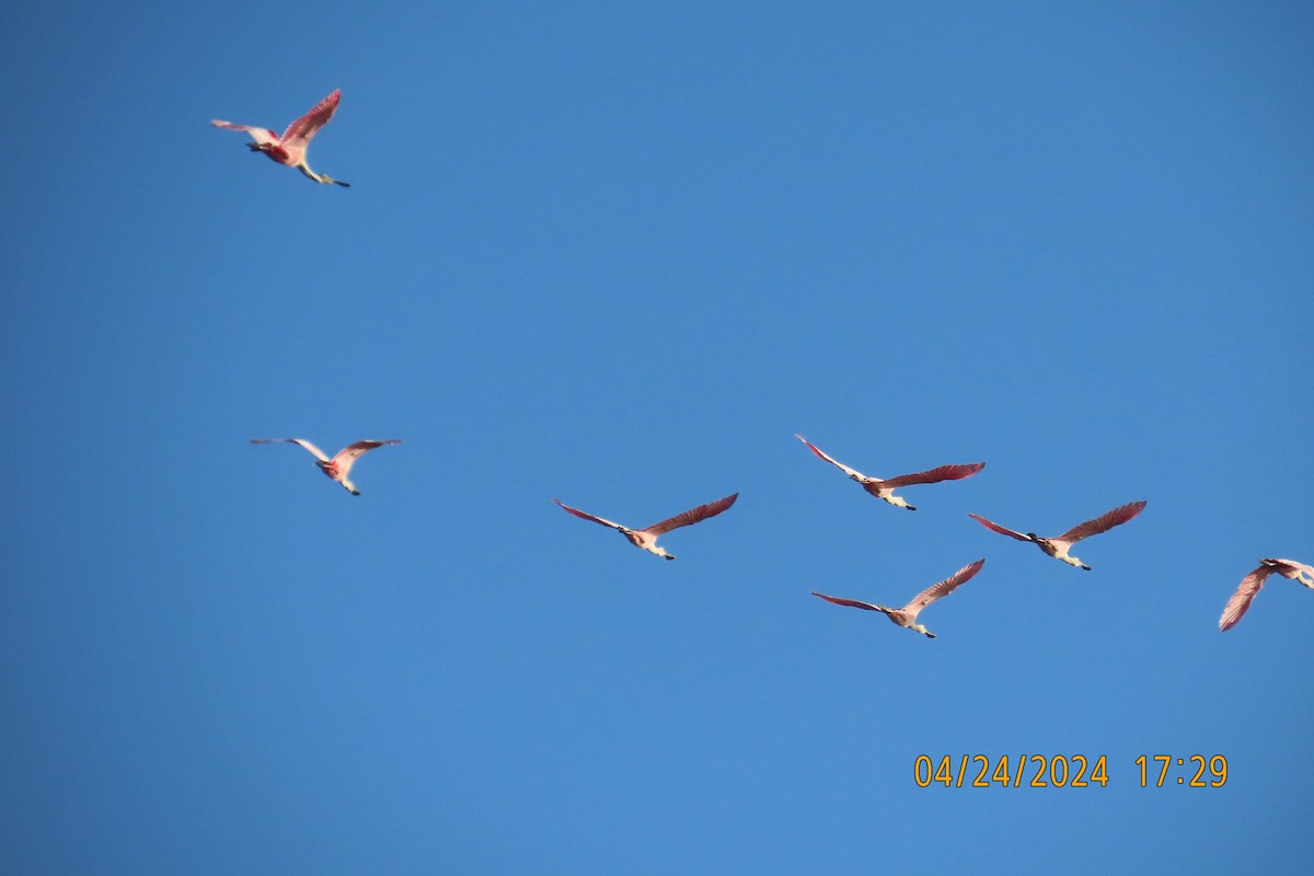 Roseate Spoonbill - Leslie Baker