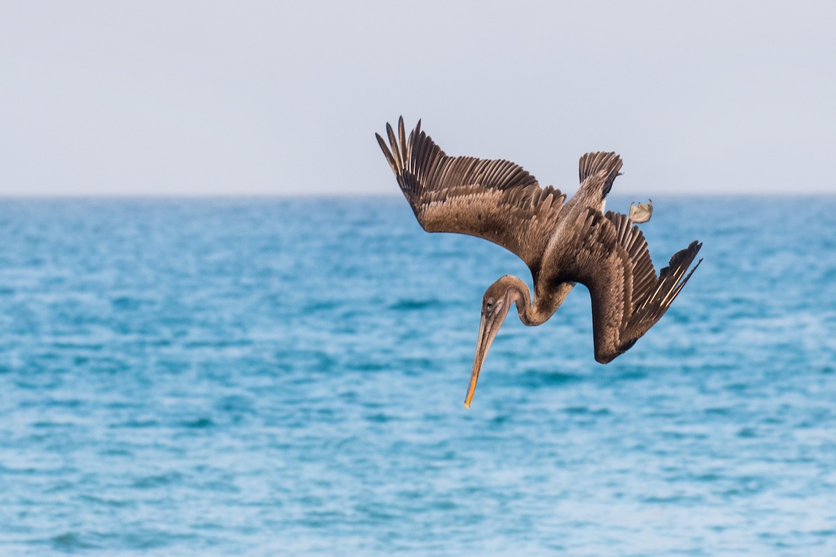 Brown Pelican (Galapagos) - Ian Hearn