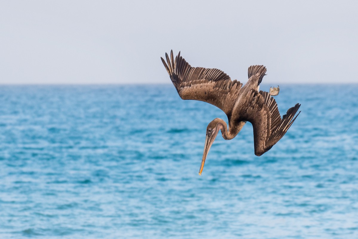 Brown Pelican (Galapagos) - ML617917766