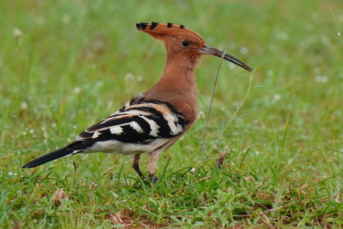 Eurasian Hoopoe - ML617917772