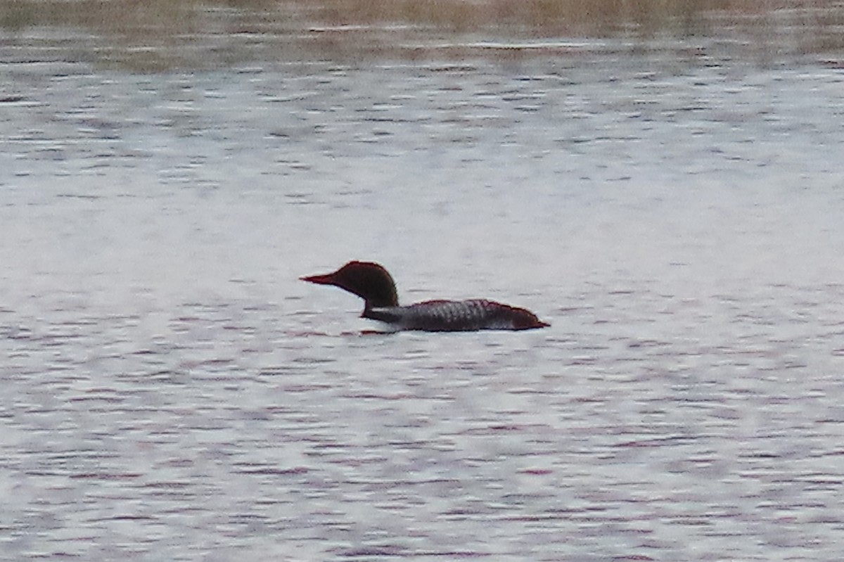 Common Loon - ML617917776