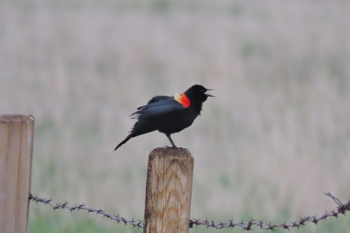 Red-winged Blackbird - Craig Johnson