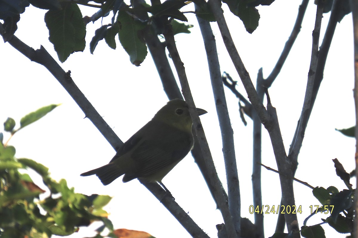 Summer Tanager - Leslie Baker