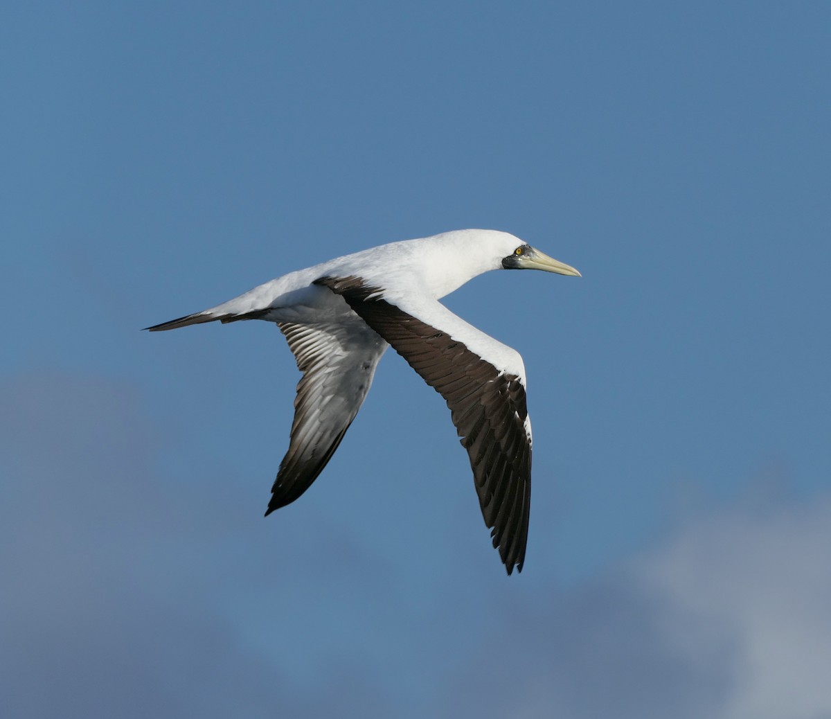 Masked Booby - ML617917802